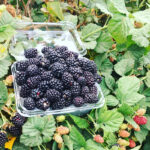Blackberries-Clamshell