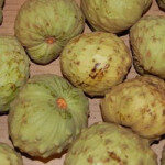 vcherimoya