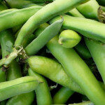 vfava_beans