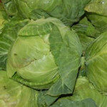 vgreen_cabbage